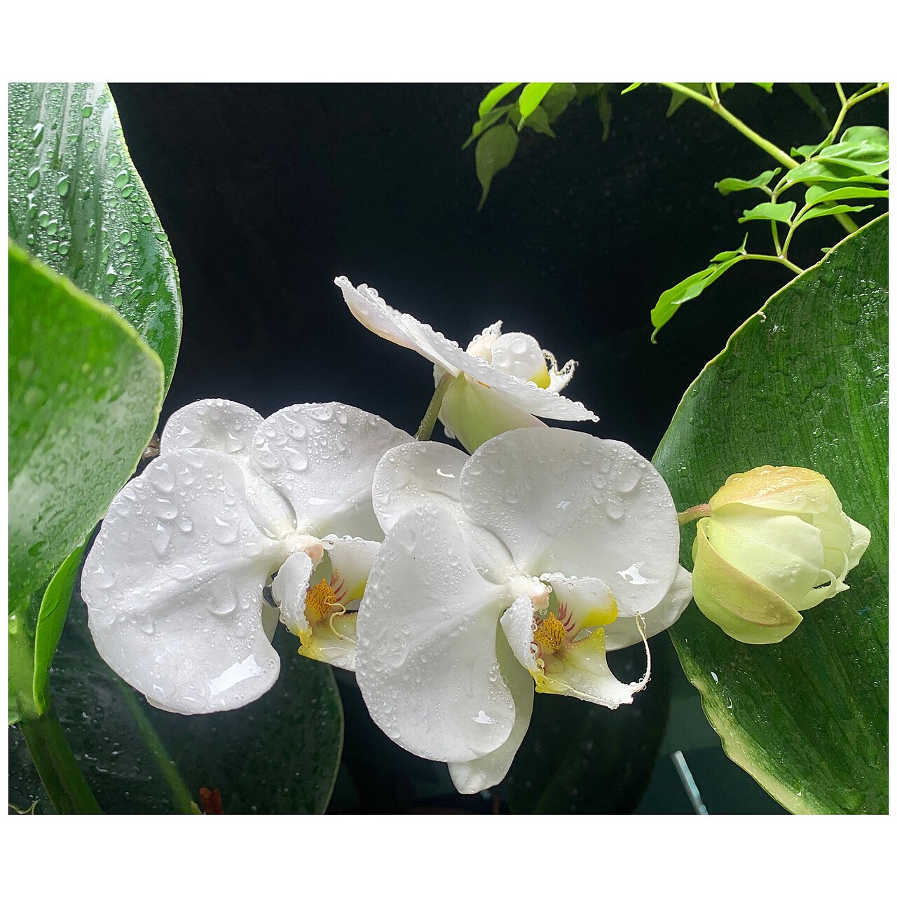 胡蝶蘭の水やり - 薄ピンクの胡蝶蘭
