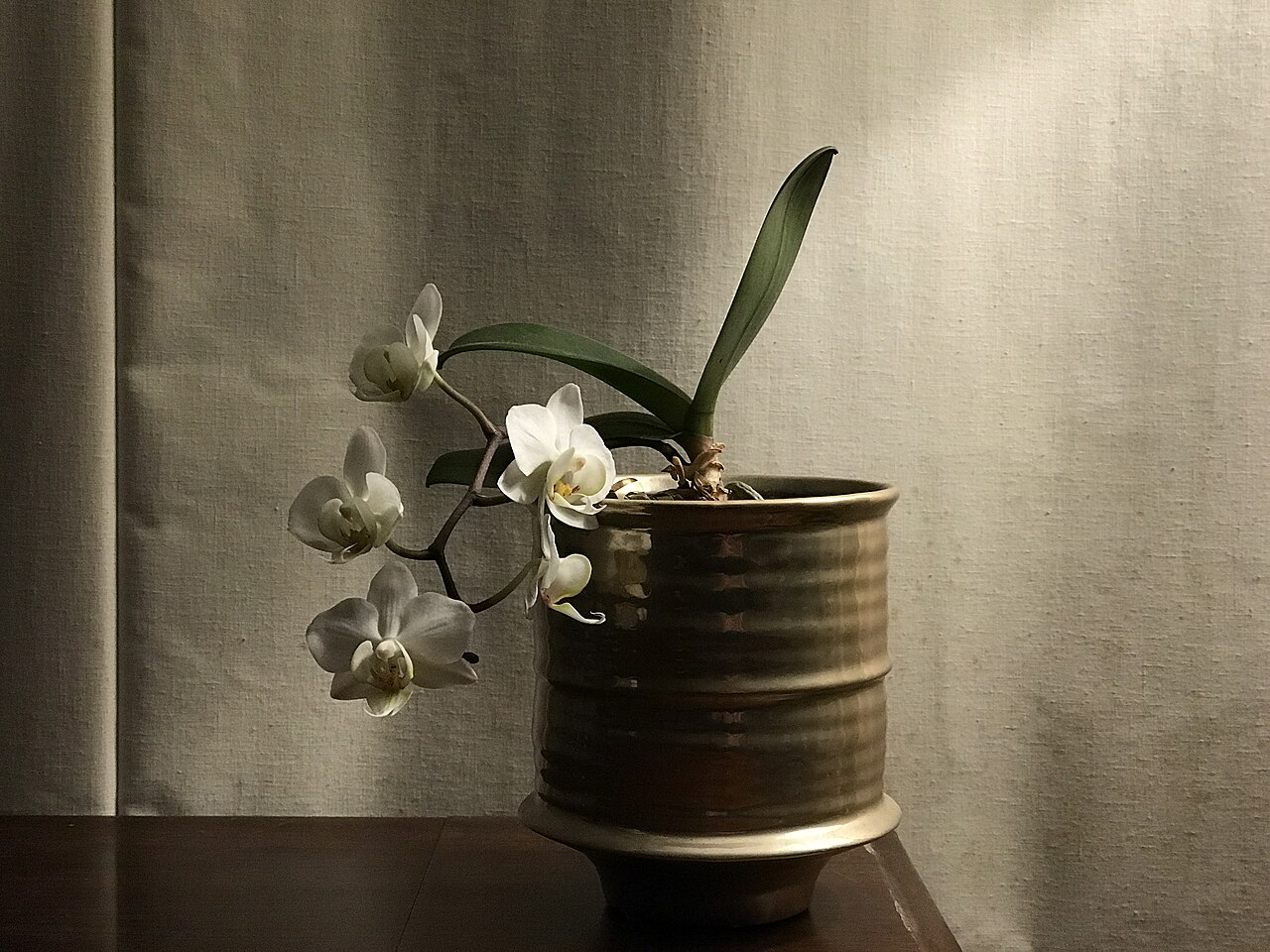 胡蝶蘭の育て方 - 白い胡蝶蘭の花