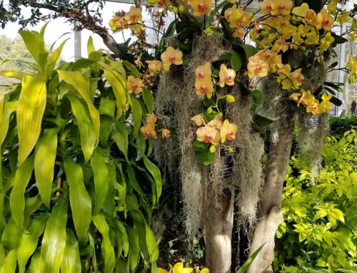 胡蝶蘭の植え替え方法と時期｜初心者でもできる手順を徹底解説